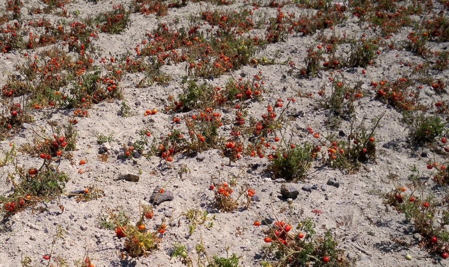 Cherry Tomato: A Lavish Product Made in Santorini