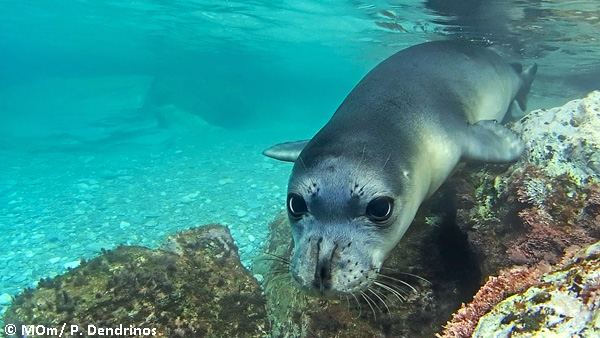 MOm Mediterranean monk seal