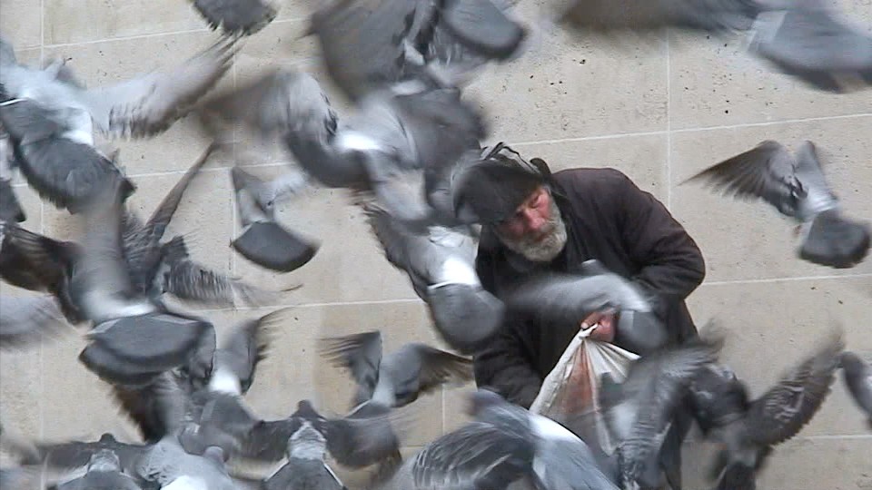 pigeons