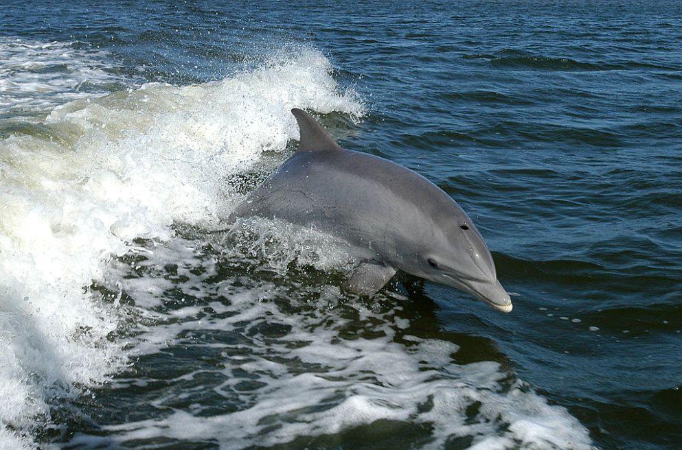 Tursiops truncatus 01