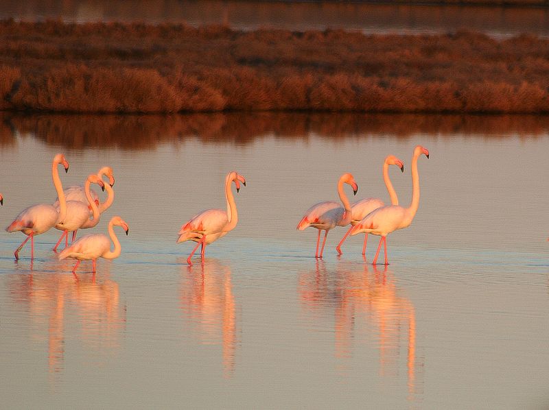 Flamingos in lake Vistonis