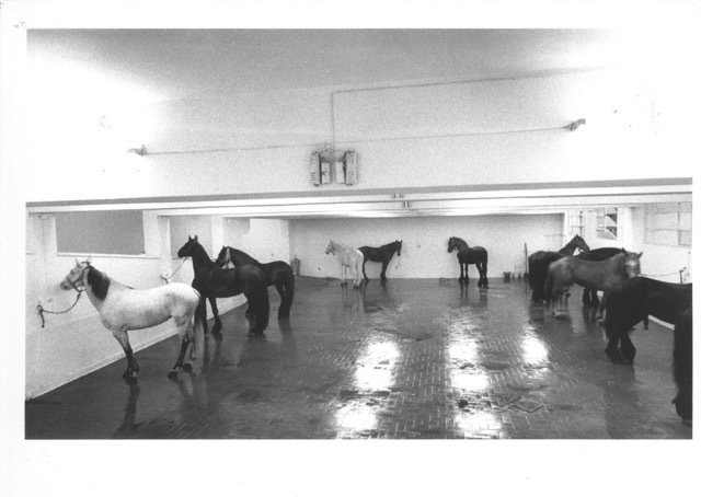 untitled 1969 12 horses Gavin Browns Enterprise J. Kounellis Estate