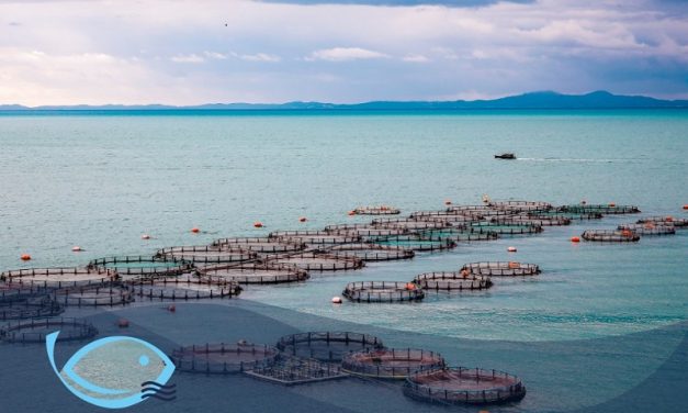“Fish from Greece”, a strong label for the dynamic fish farming sector