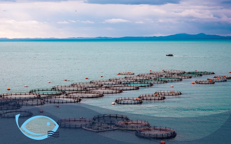 “Fish from Greece”, a strong label for the dynamic fish farming sector