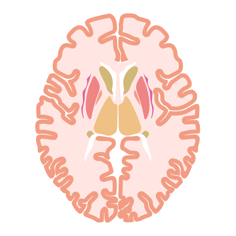 202102 Horizontal plane of the brain.svg