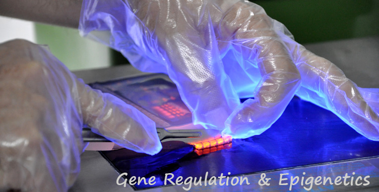 GeneRegulation Epigenetics