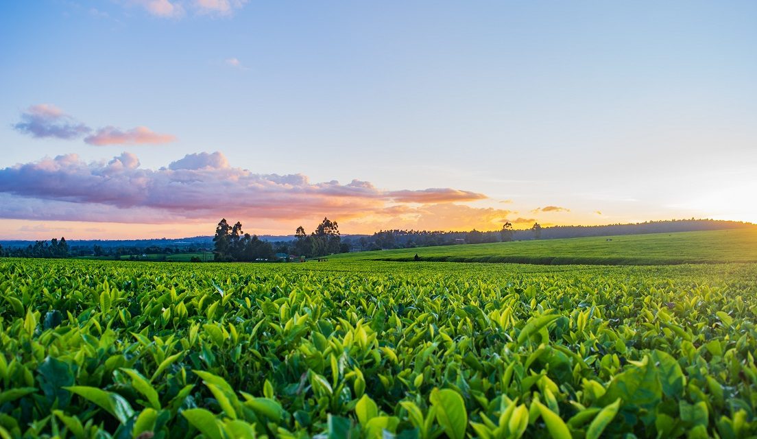 Study in Greece Masters of the Week: Associate Professor Spyros Fountas on the MSc in Digital Technologies and Smart Infrastructure in Agriculture at AUA