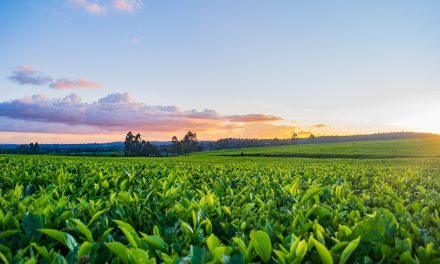 Study in Greece Masters of the Week: Associate Professor Spyros Fountas on the MSc in Digital Technologies and Smart Infrastructure in Agriculture at AUA