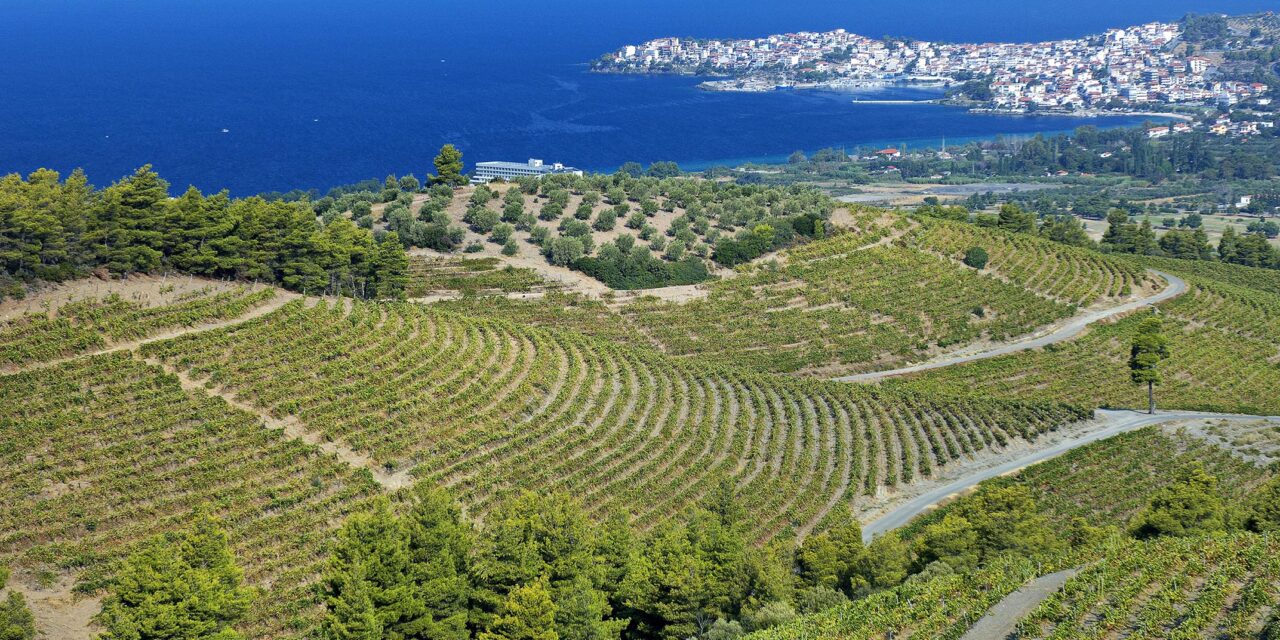 Wine routes of northern Greece – Chalkidiki