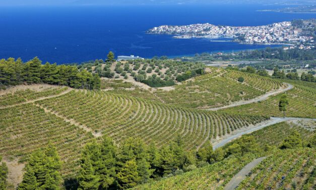 Wine routes of northern Greece – Chalkidiki