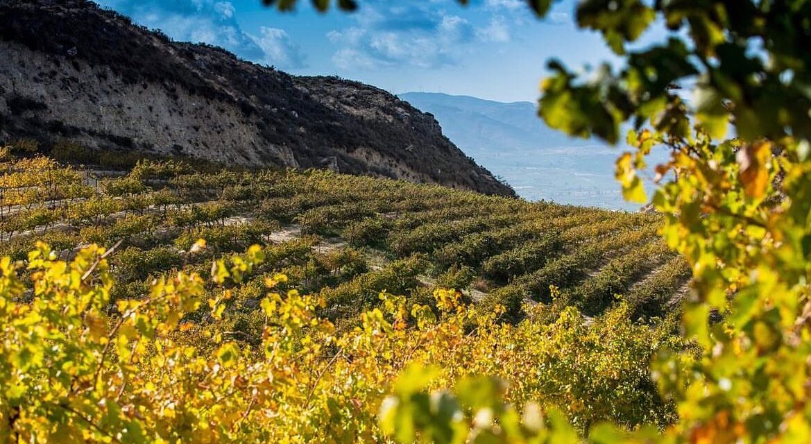 Wine routes of Crete