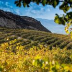 Wine routes of Crete
