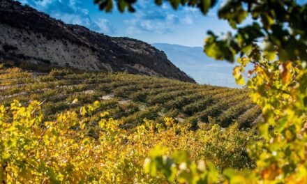 Wine routes of Crete