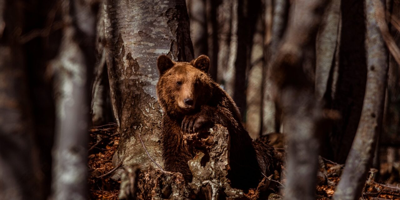 ARCTUROS : The Greek NGO that has been protecting the brown bear and its habitat  for 30 years