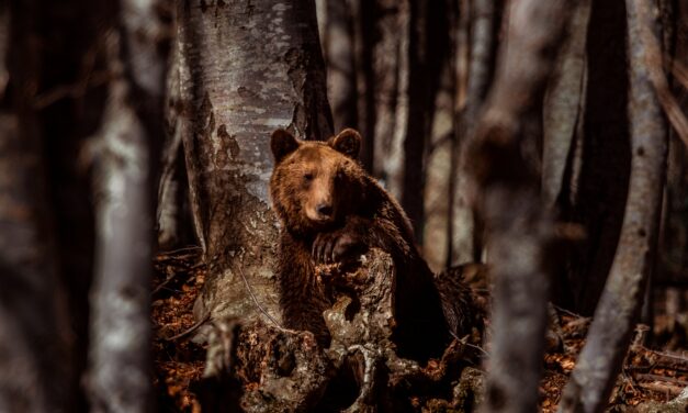 ARCTUROS : The Greek NGO that has been protecting the brown bear and its habitat  for 30 years