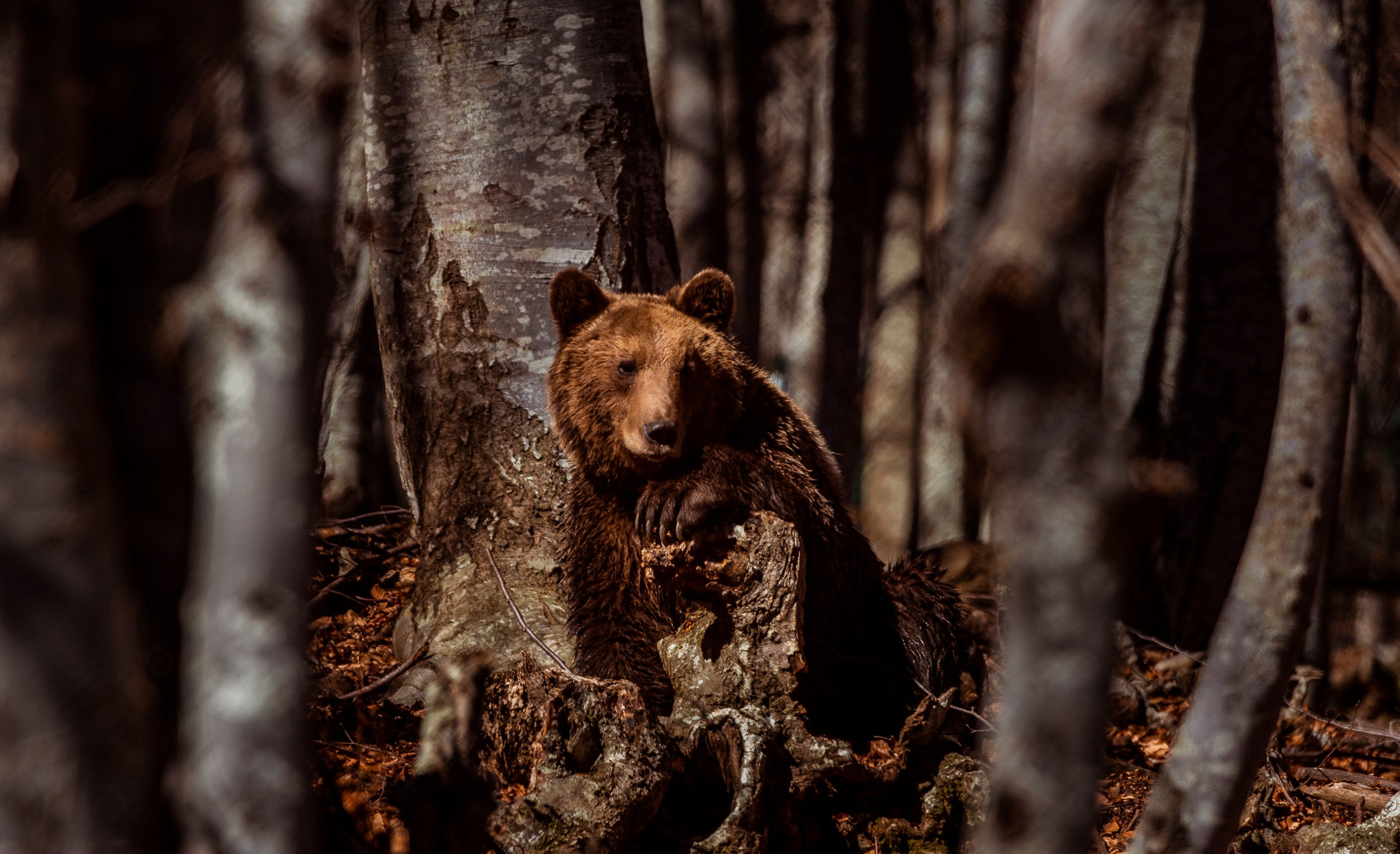 Arcturos Bear