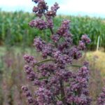 Quinoa: the mother of all seeds has a bright future in Greece