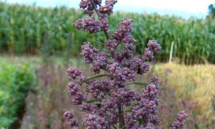 Quinoa: the mother of all seeds has a bright future in Greece