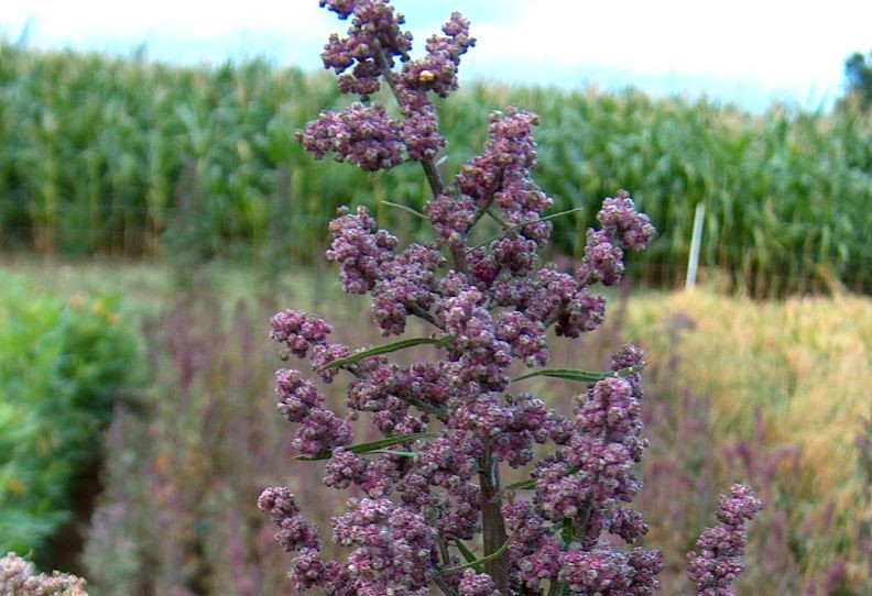 Quinoa: the mother of all seeds has a bright future in Greece