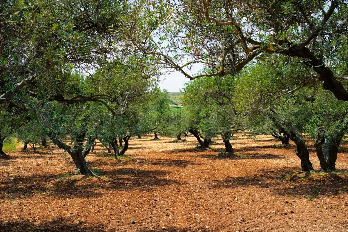OLIVE TREES