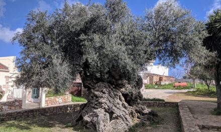 Olive trees: Greece’s treasure