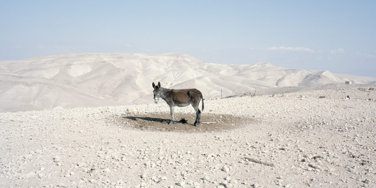 Why Look at Animals? Justice for Non-Human Life – A Groundbreaking Exhibition at EMST