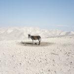 Why Look at Animals? Justice for Non-Human Life – A Groundbreaking Exhibition at EMST