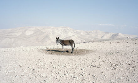 Why Look at Animals? Justice for Non-Human Life – A Groundbreaking Exhibition at EMST