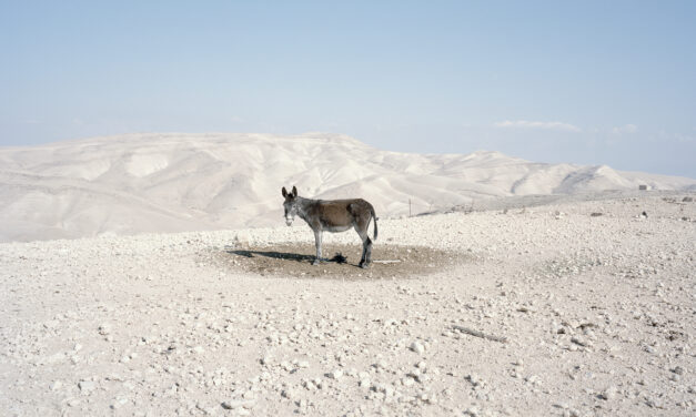 Why Look at Animals? Justice for Non-Human Life – A Groundbreaking Exhibition at EMST
