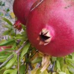 The Pomegranate: A Fruit Deeply Rooted in Greek Tradition