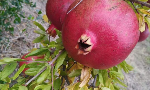 The Pomegranate: A Fruit Deeply Rooted in Greek Tradition